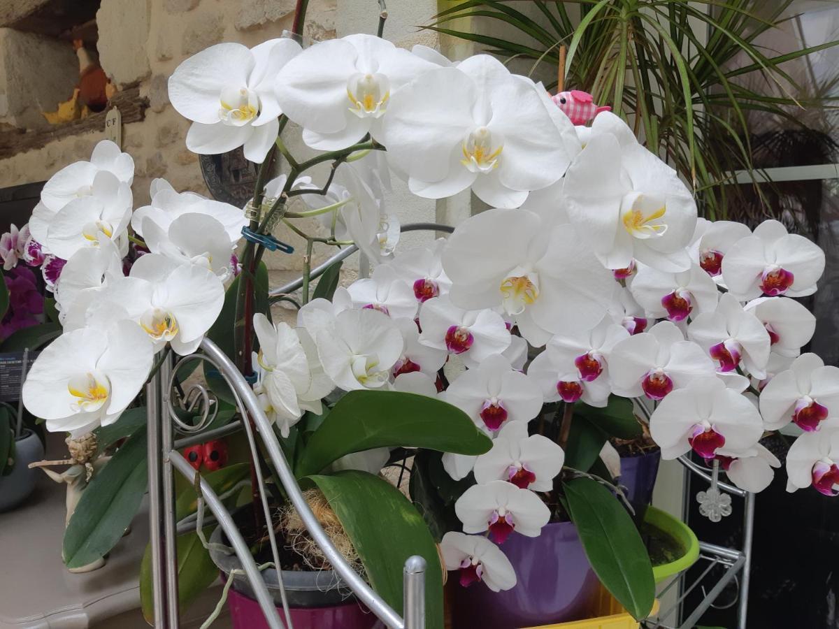 جوانيه - كلان Les Orchidees Chambre Hotes Futuroscope Chasseneuil Poitiers المظهر الخارجي الصورة