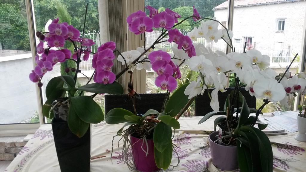 جوانيه - كلان Les Orchidees Chambre Hotes Futuroscope Chasseneuil Poitiers المظهر الخارجي الصورة